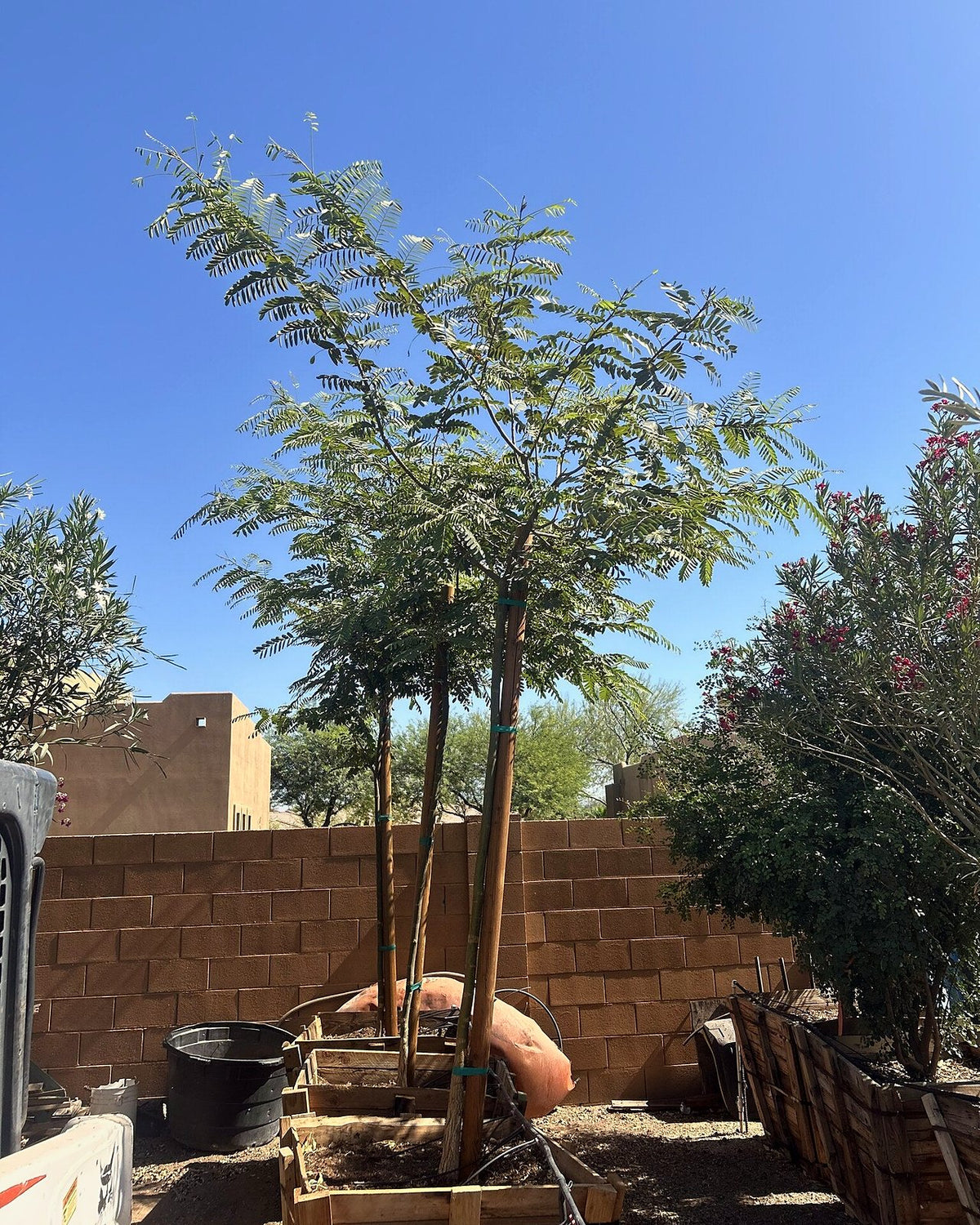 Tipu Tree