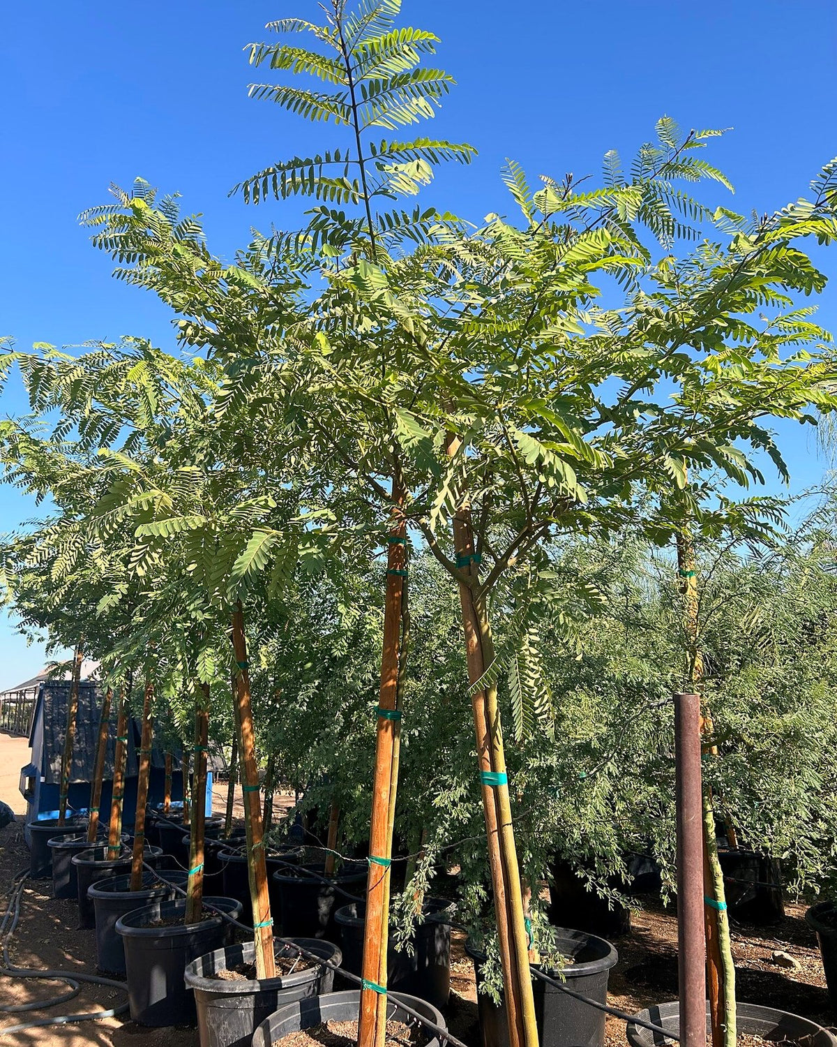 Tipu Tree
