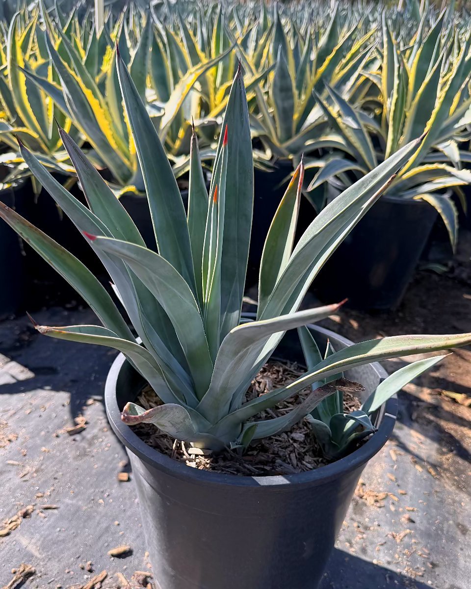 Toothless Murphey's Agave