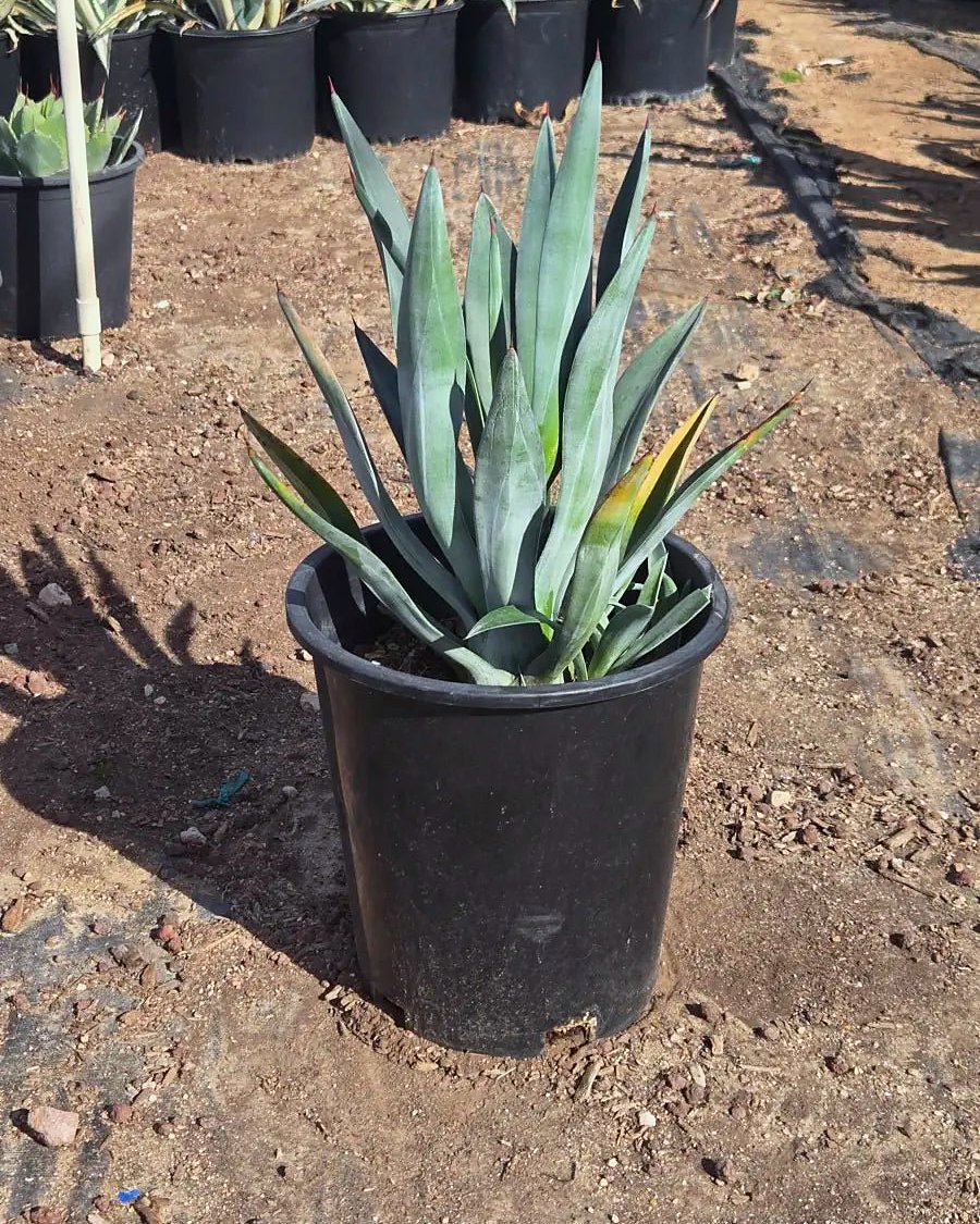 Toothless Murphey's Agave