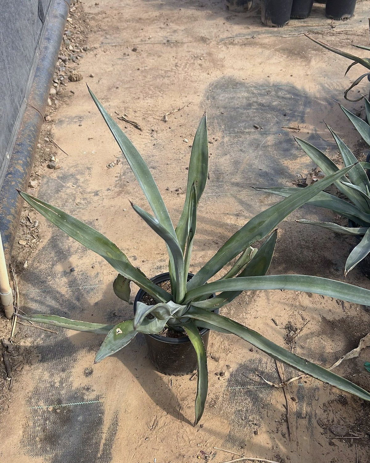 Toothless Murphey's Agave