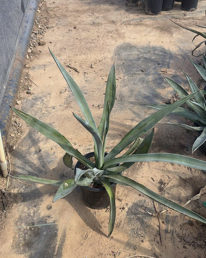 Toothless Murphey's Agave