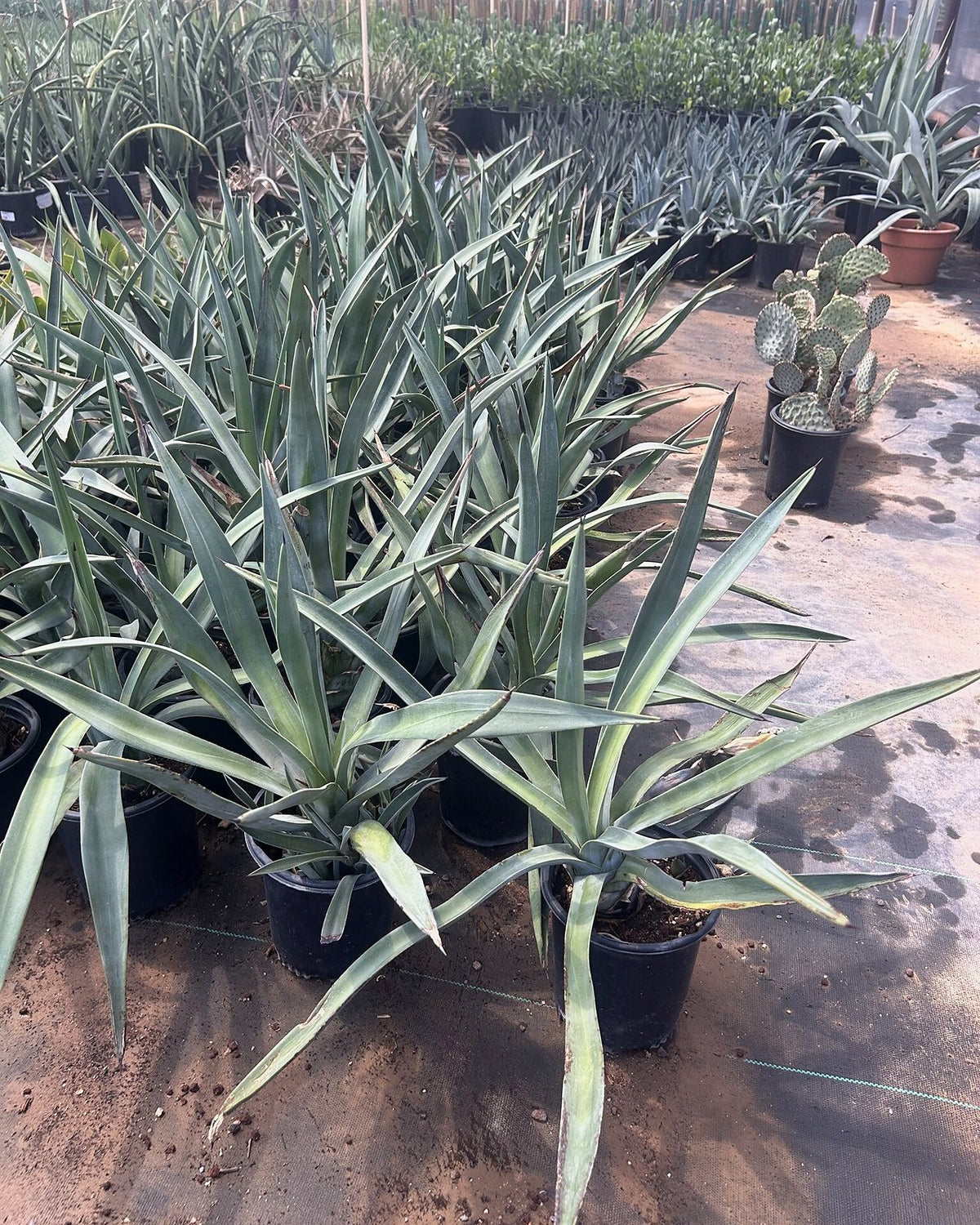 Toothless Murphey's Agave