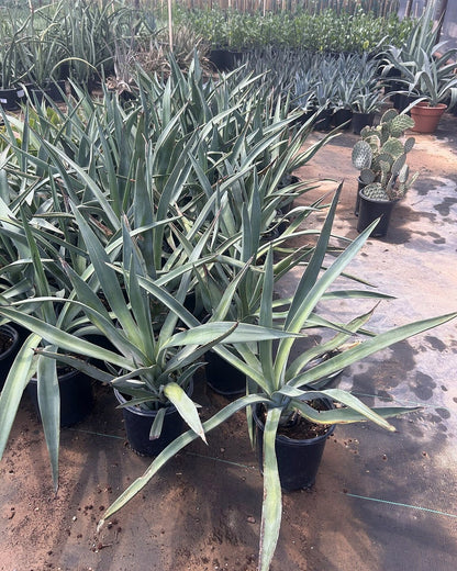 Toothless Murphey's Agave