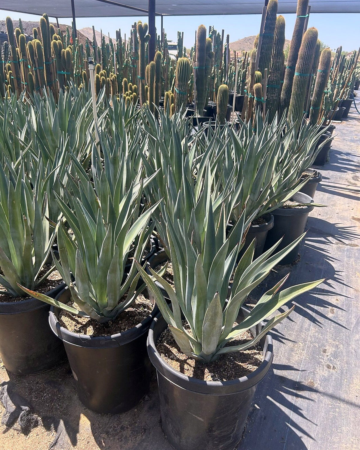 Toothless Murphey's Agave