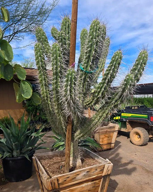 Toothpick Cactus