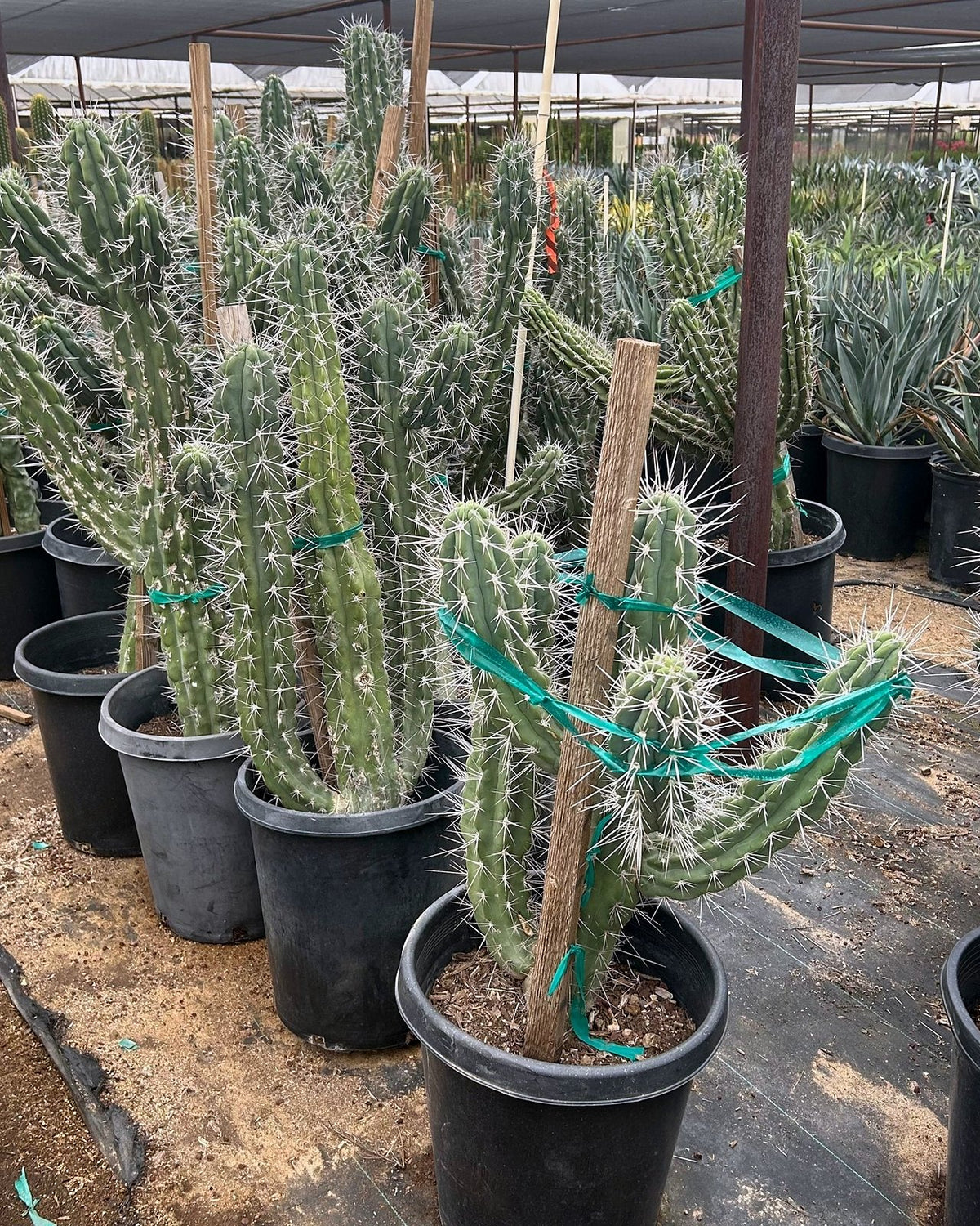 Toothpick Cactus