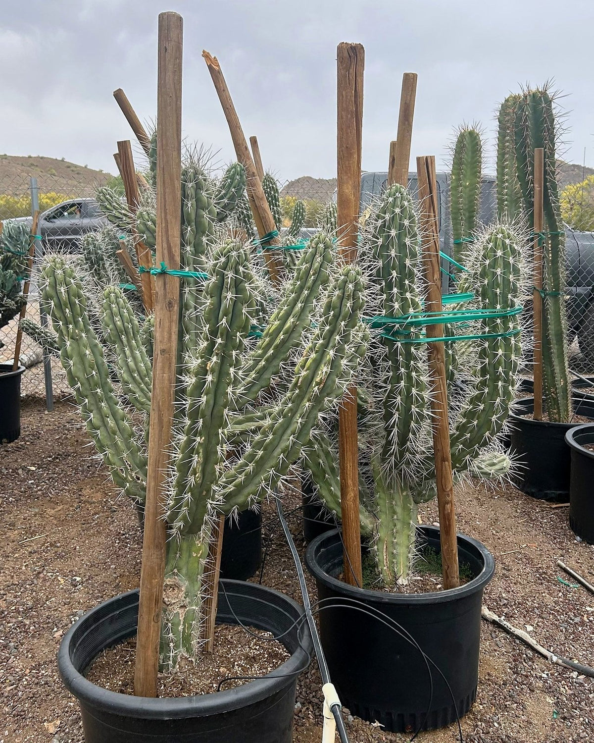 Toothpick Cactus