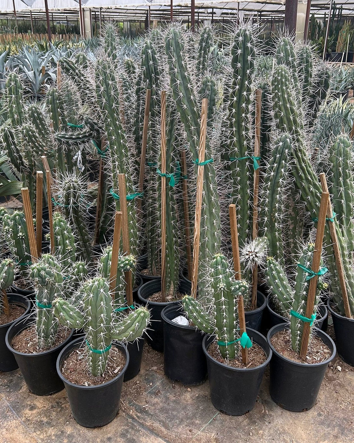 Toothpick Cactus