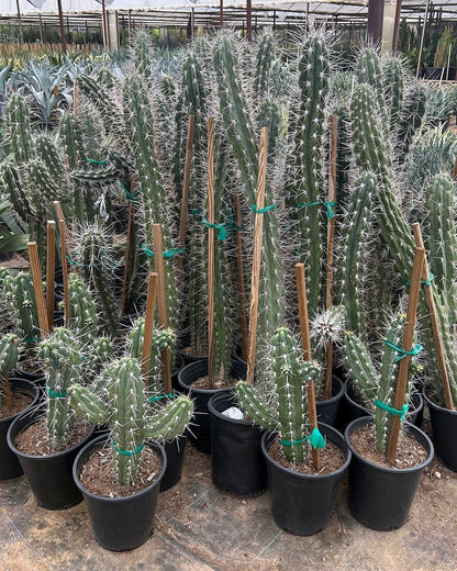 Toothpick Cactus