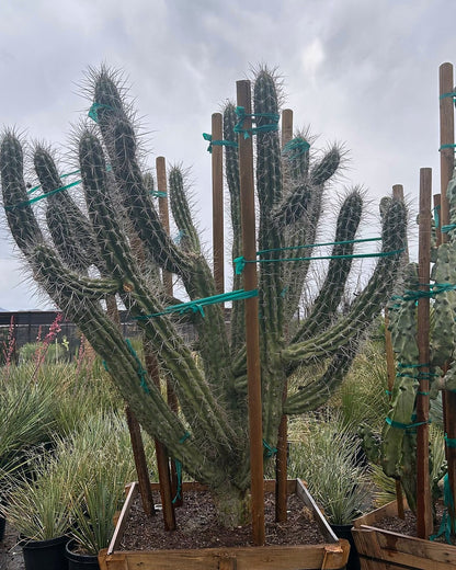 Toothpick Cactus