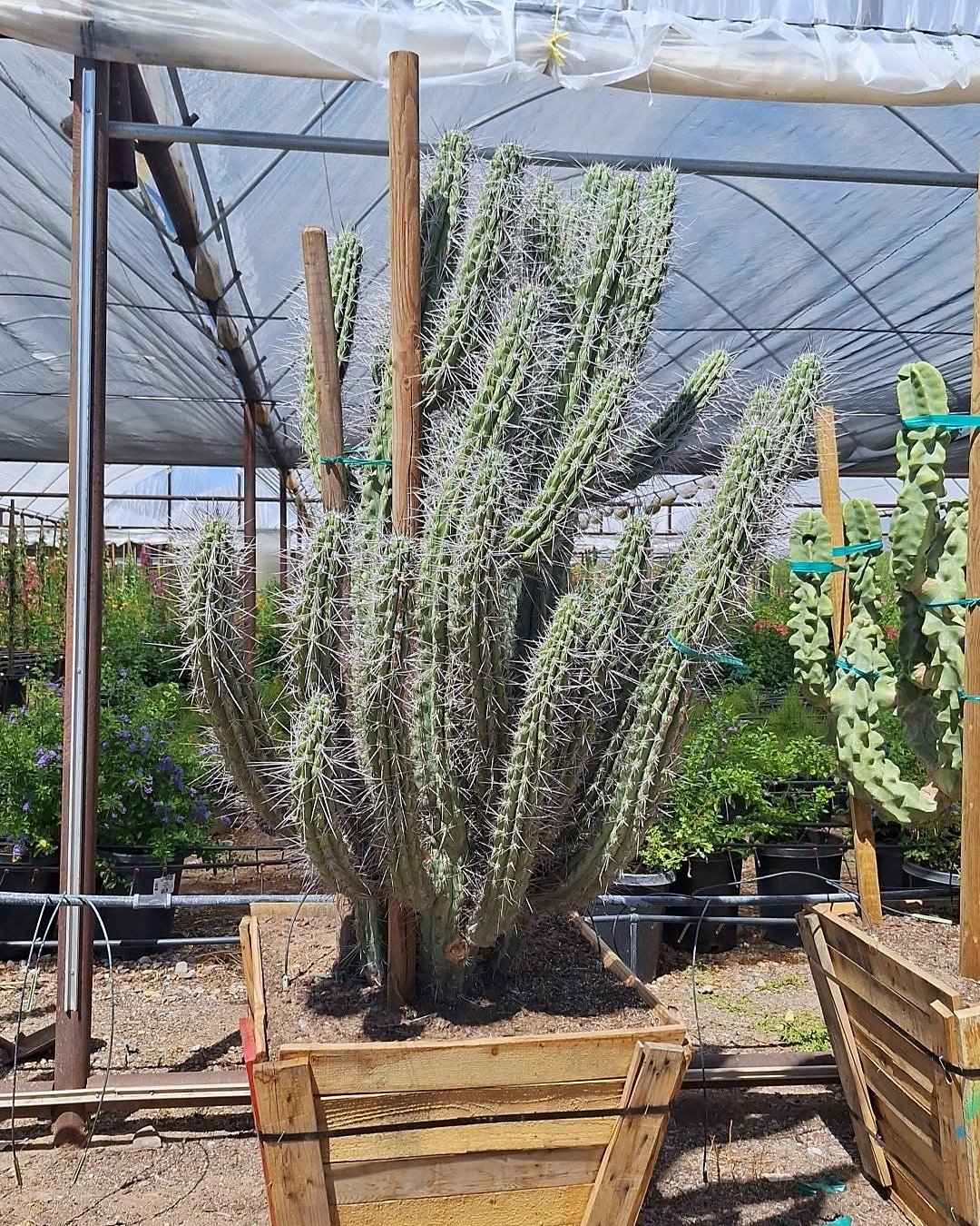 Toothpick Cactus