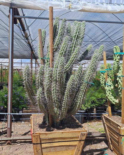 Toothpick Cactus