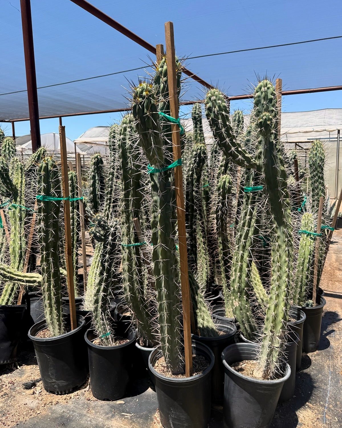 Toothpick Cactus
