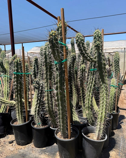 Toothpick Cactus