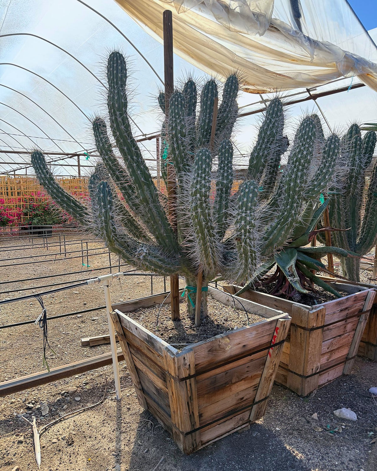 Toothpick Cactus
