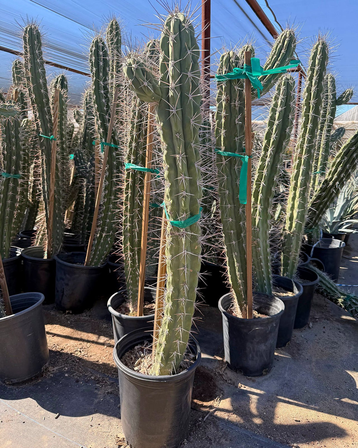 Toothpick Cactus