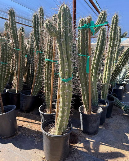 Toothpick Cactus