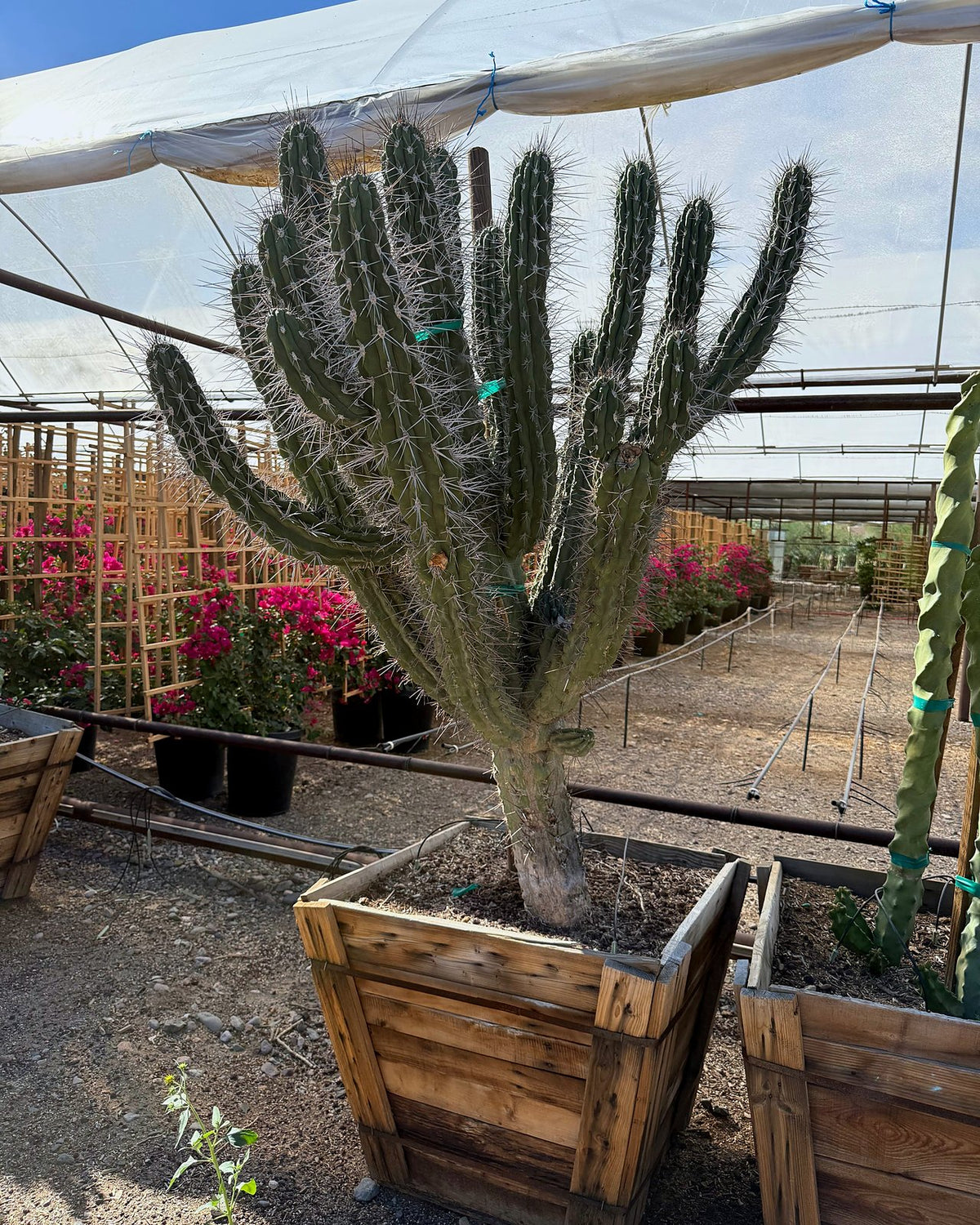 Toothpick Cactus