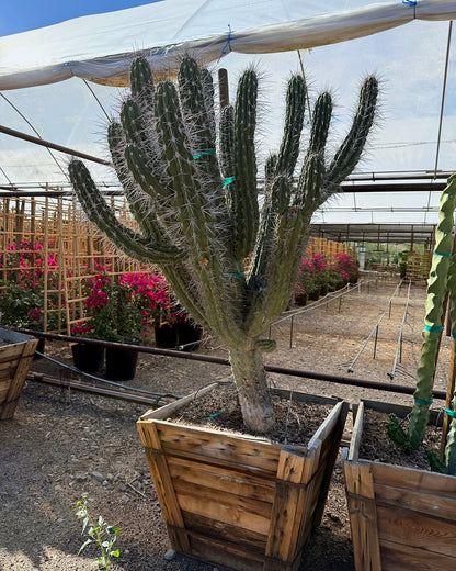 Toothpick Cactus