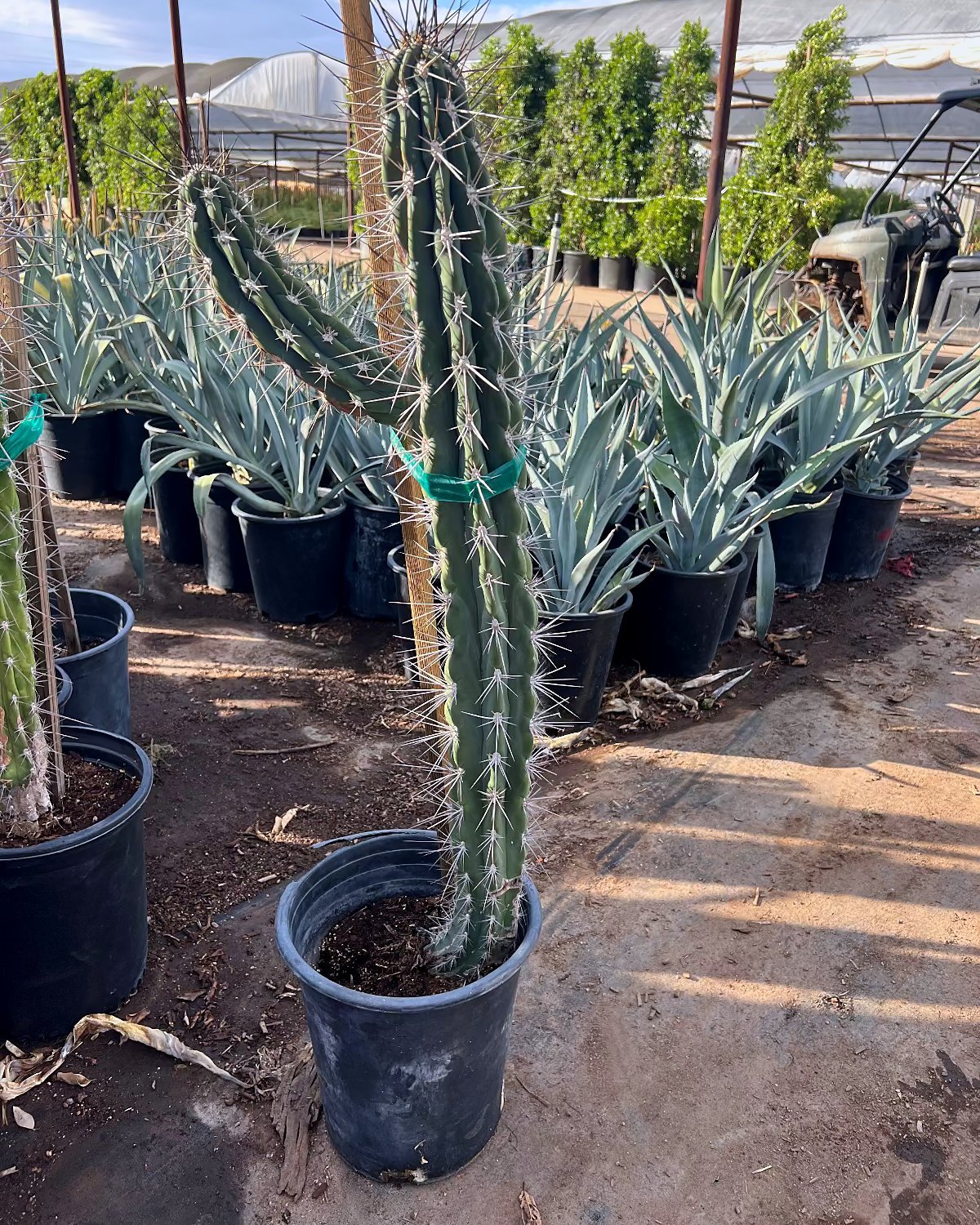 Toothpick Cactus