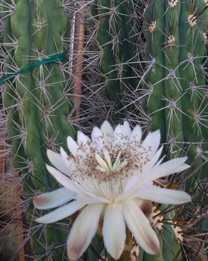 Toothpick Cactus