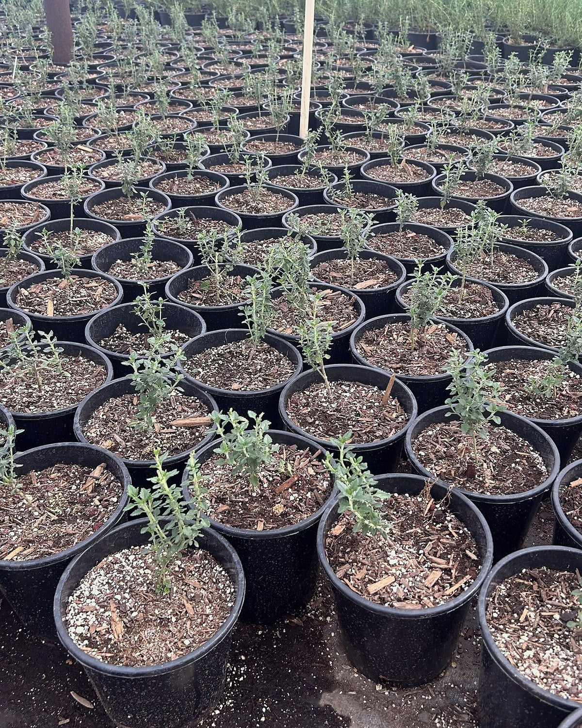 Trailing Germander