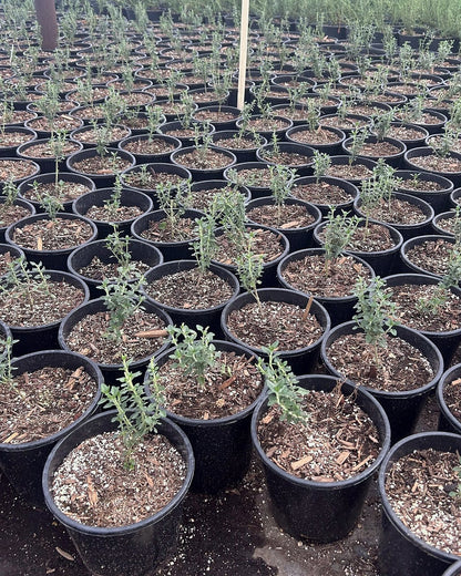 Trailing Germander