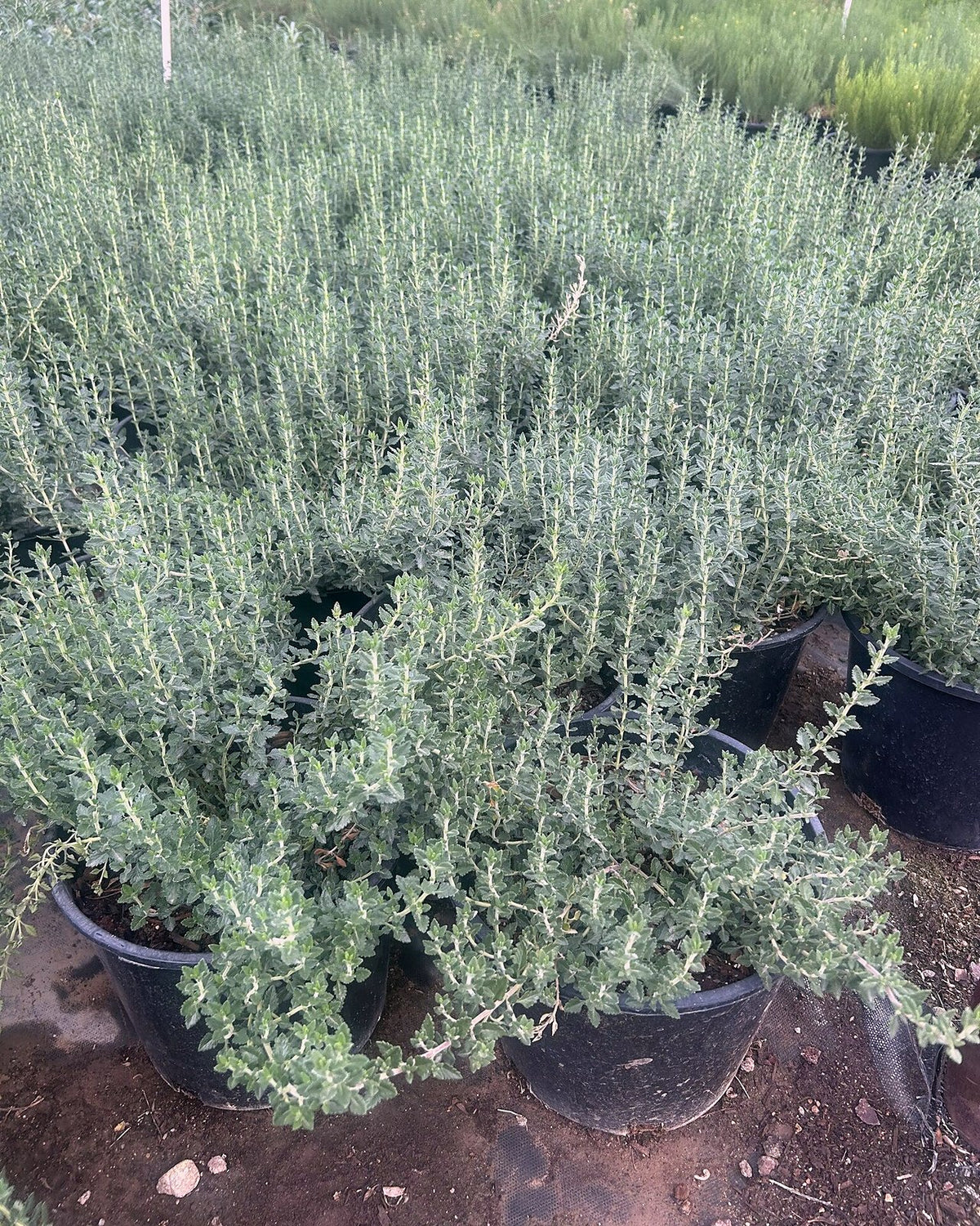 Trailing Germander