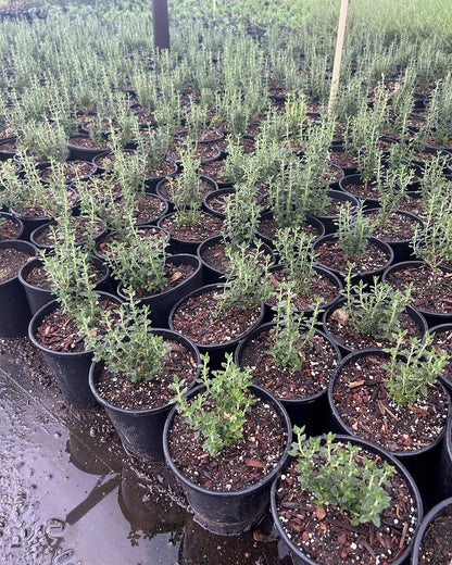 Trailing Germander