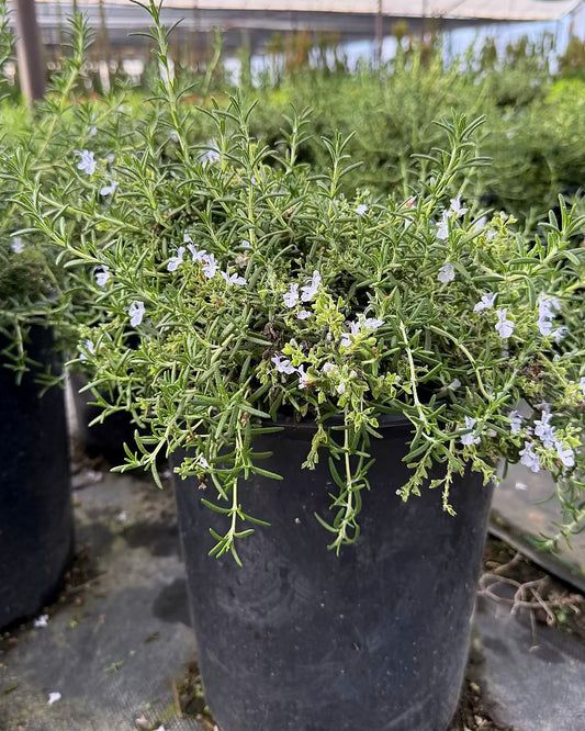 Trailing Rosemary