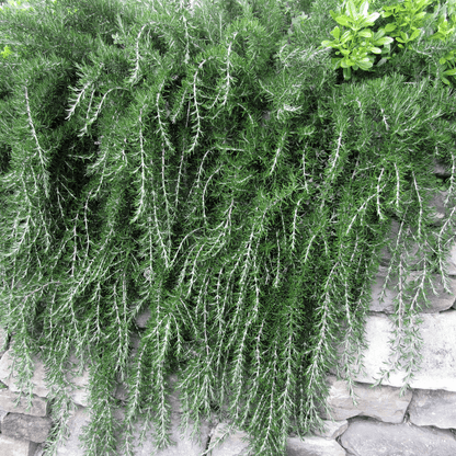 hanging rosemary plants Buy Trailing Rosemary Phoenix, AZ | Salvia rosmarinus