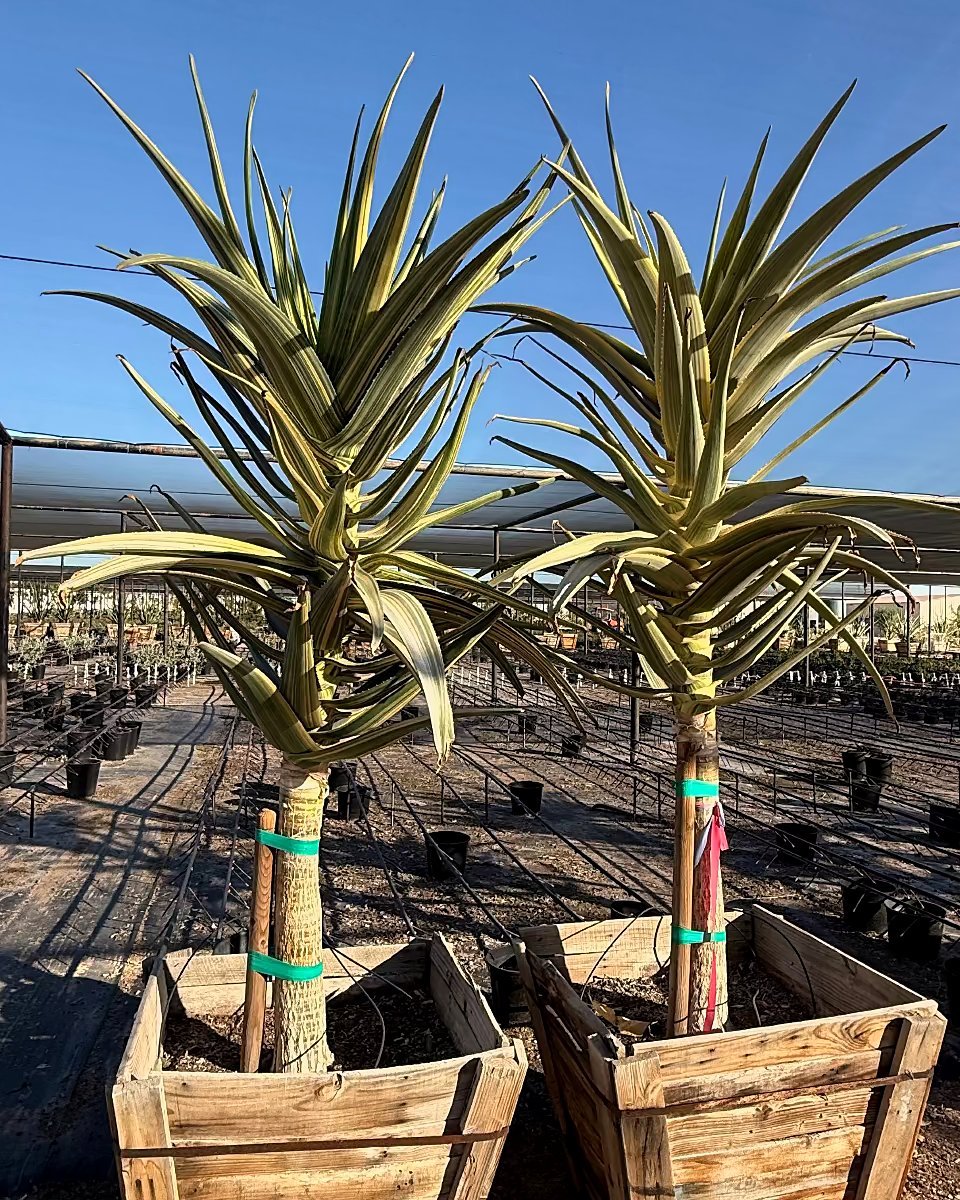 Hercules Tree Aloe