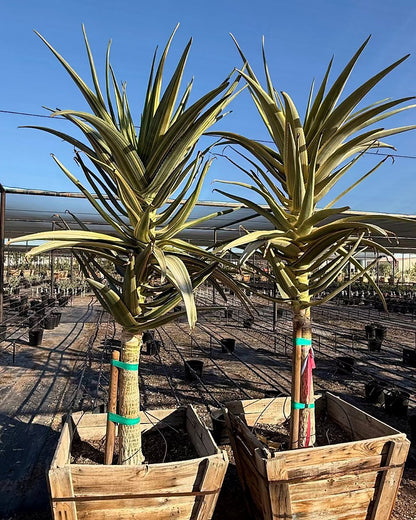 Hercules Tree Aloe