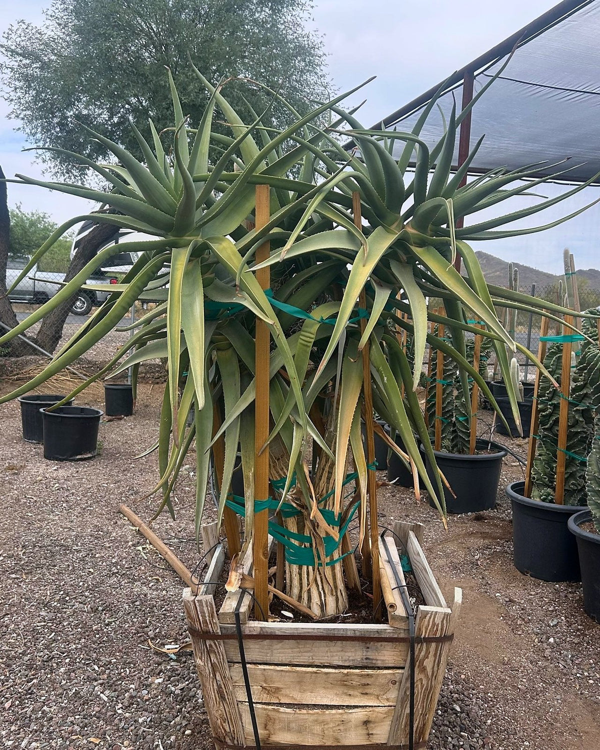 Hercules Tree Aloe