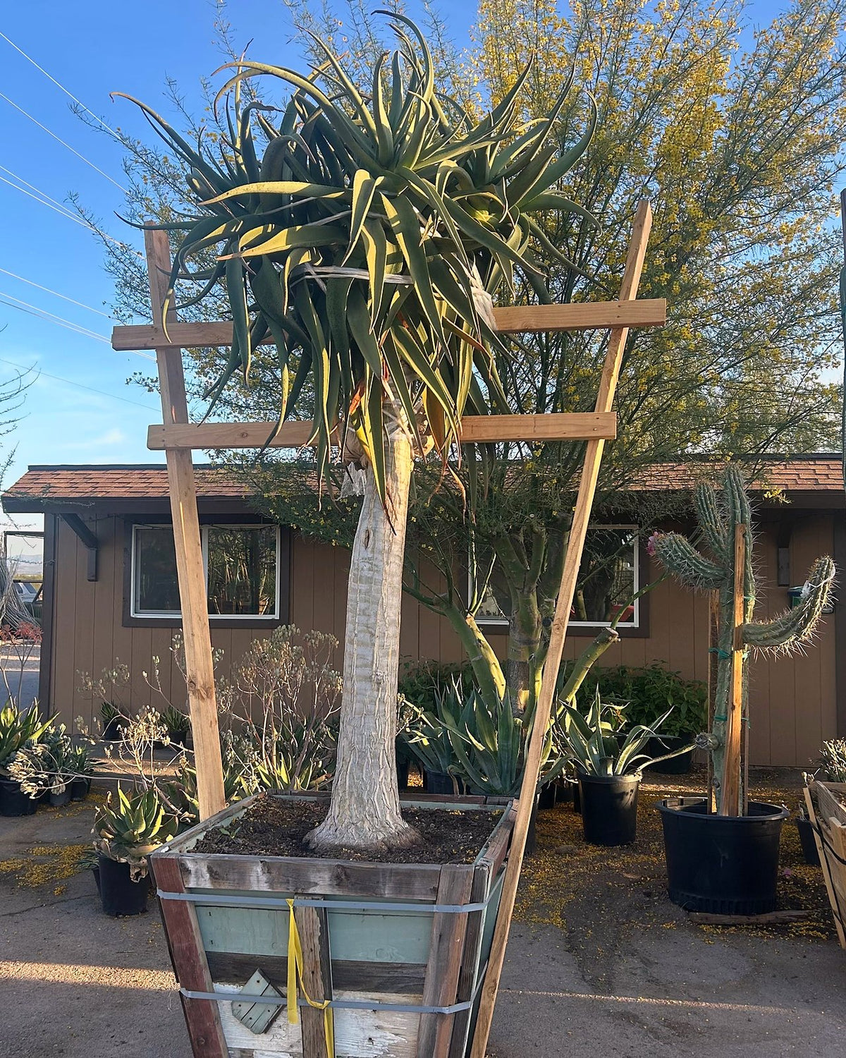 Hercules Tree Aloe