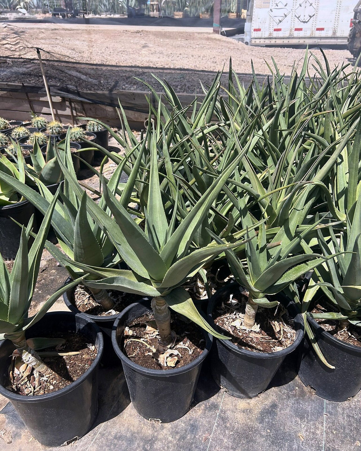 Hercules Tree Aloe