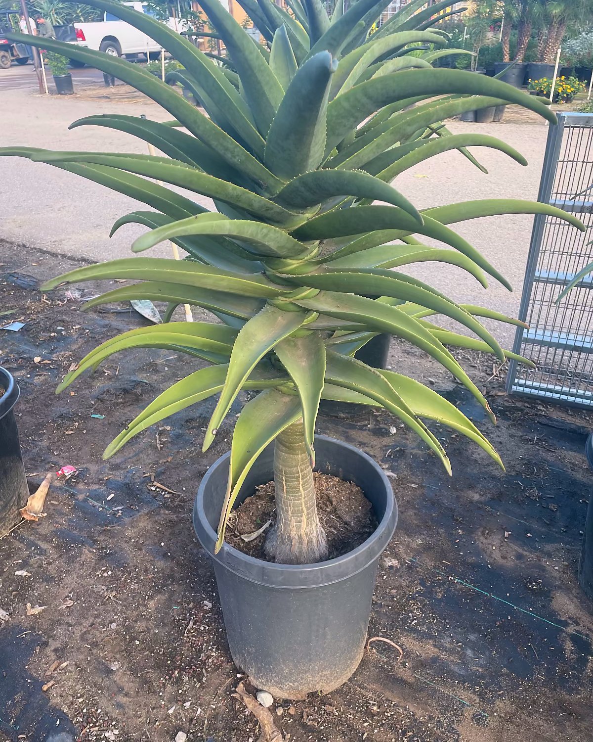 Hercules Tree Aloe