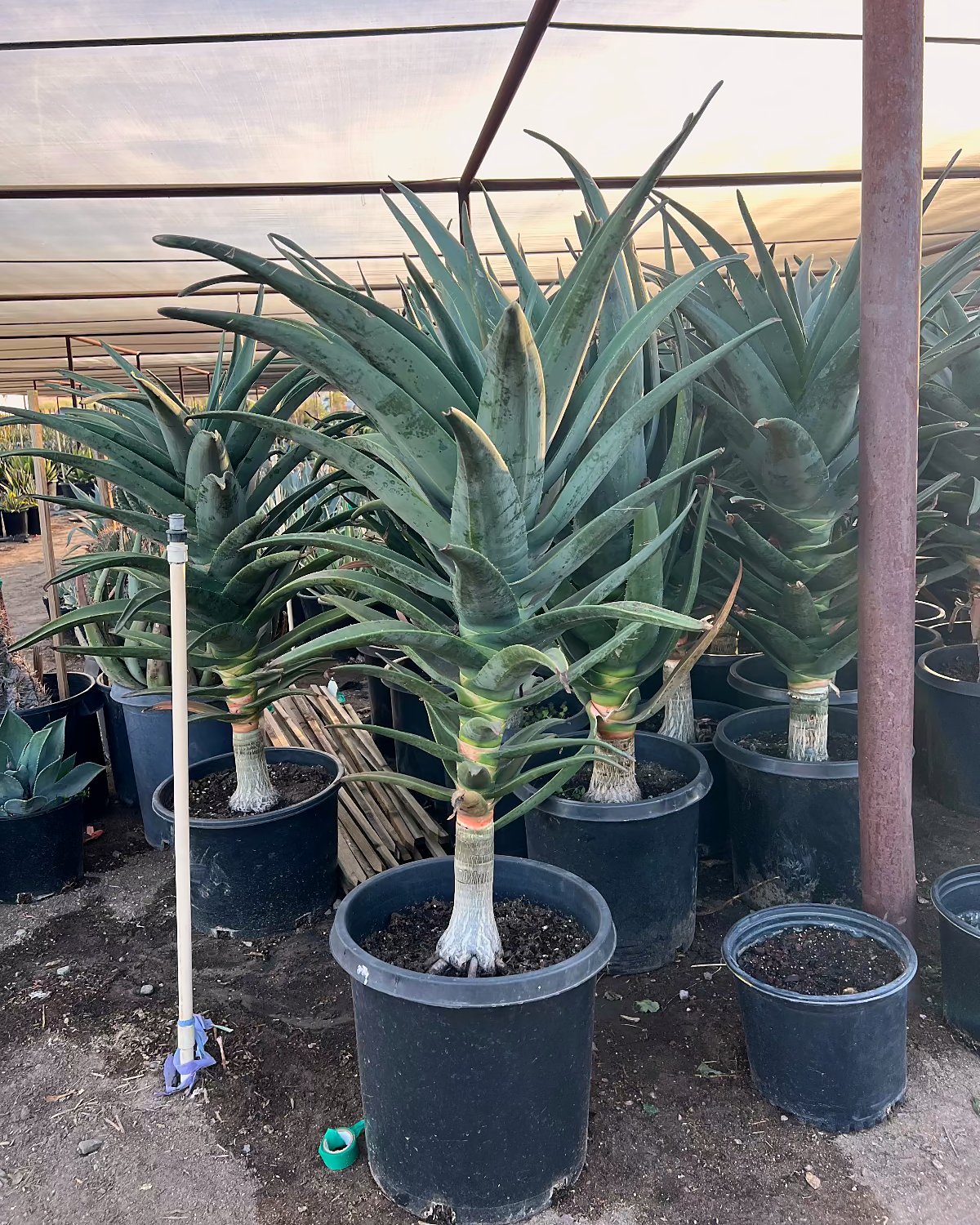 Hercules Tree Aloe