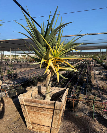 Hercules Tree Aloe