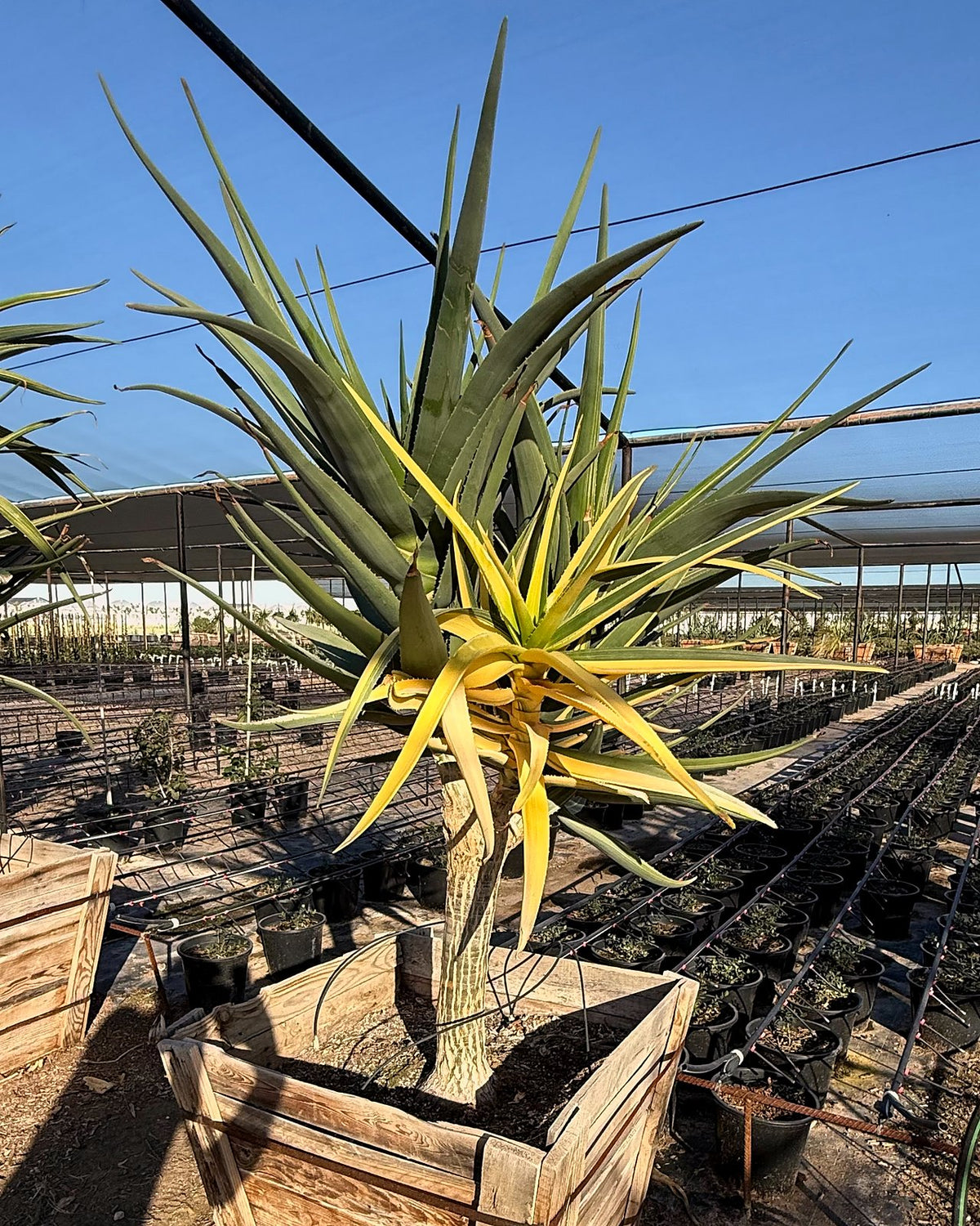 Hercules Tree Aloe