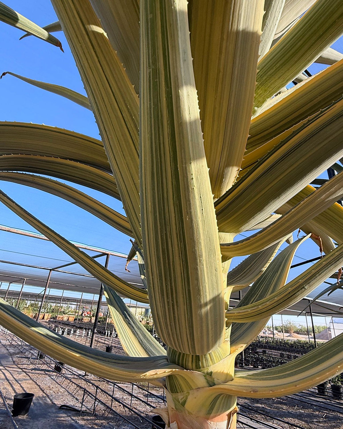 Hercules Tree Aloe