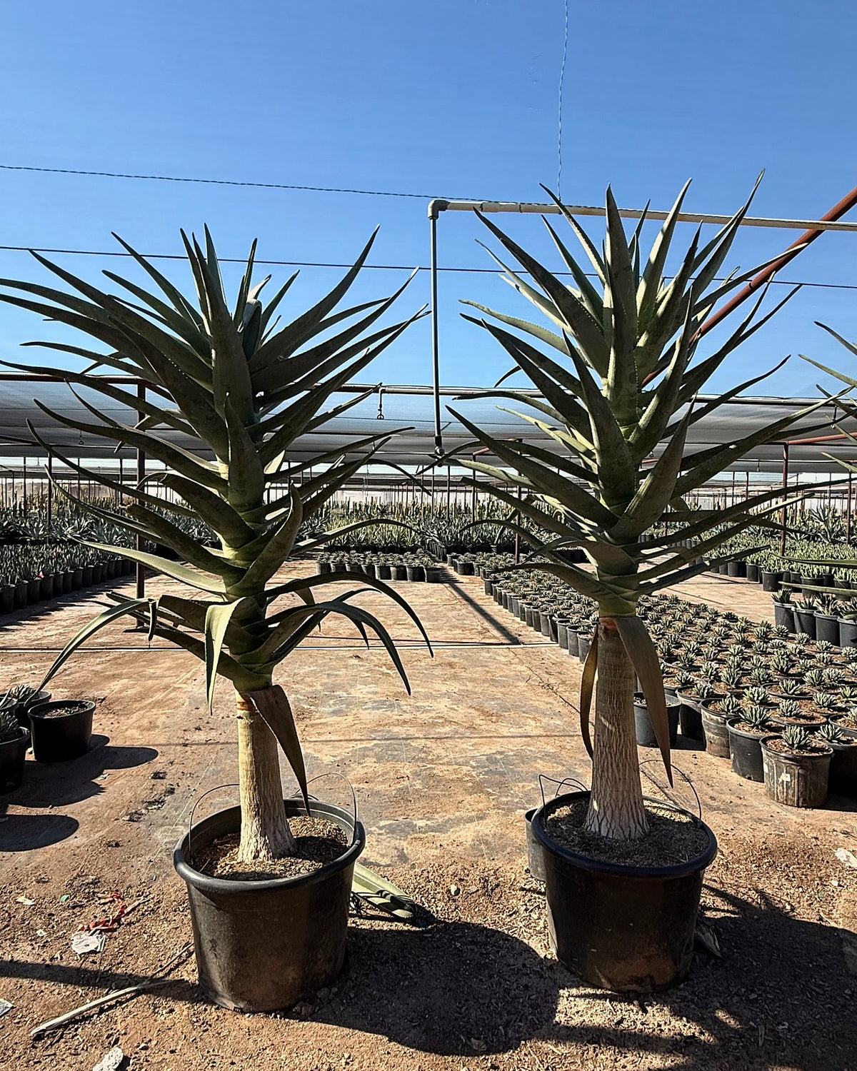 Hercules Tree Aloe