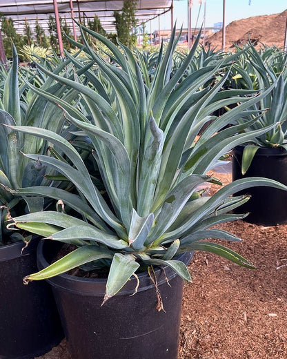 Tropical Agave
