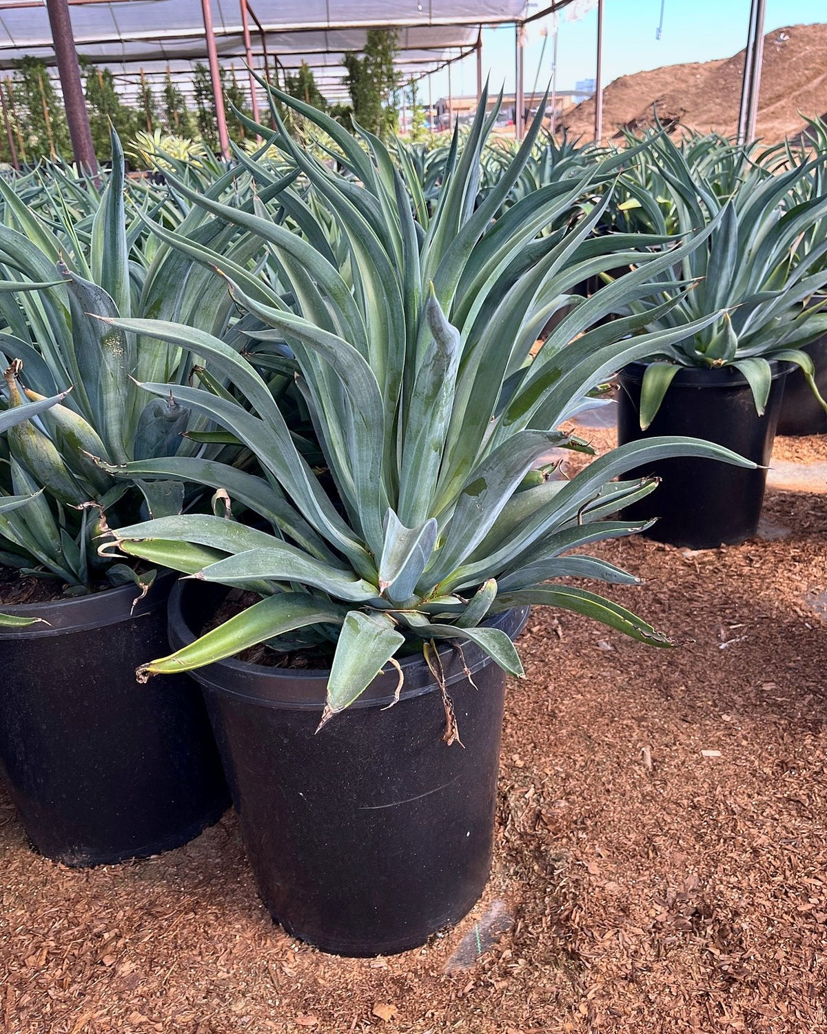 Tropical Agave
