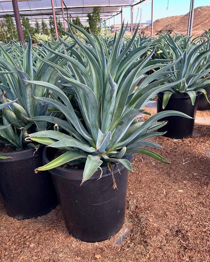 Tropical Agave