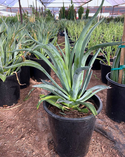 Tropical Agave