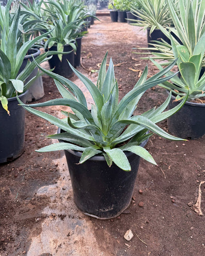 Tropical Agave