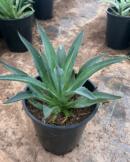 Tropical Agave