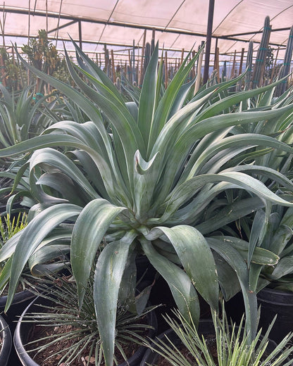 Tropical Agave